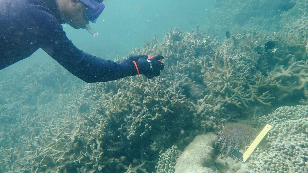 Reviving Le Morne – Community-Driven Coral Restoration for Future Resilience