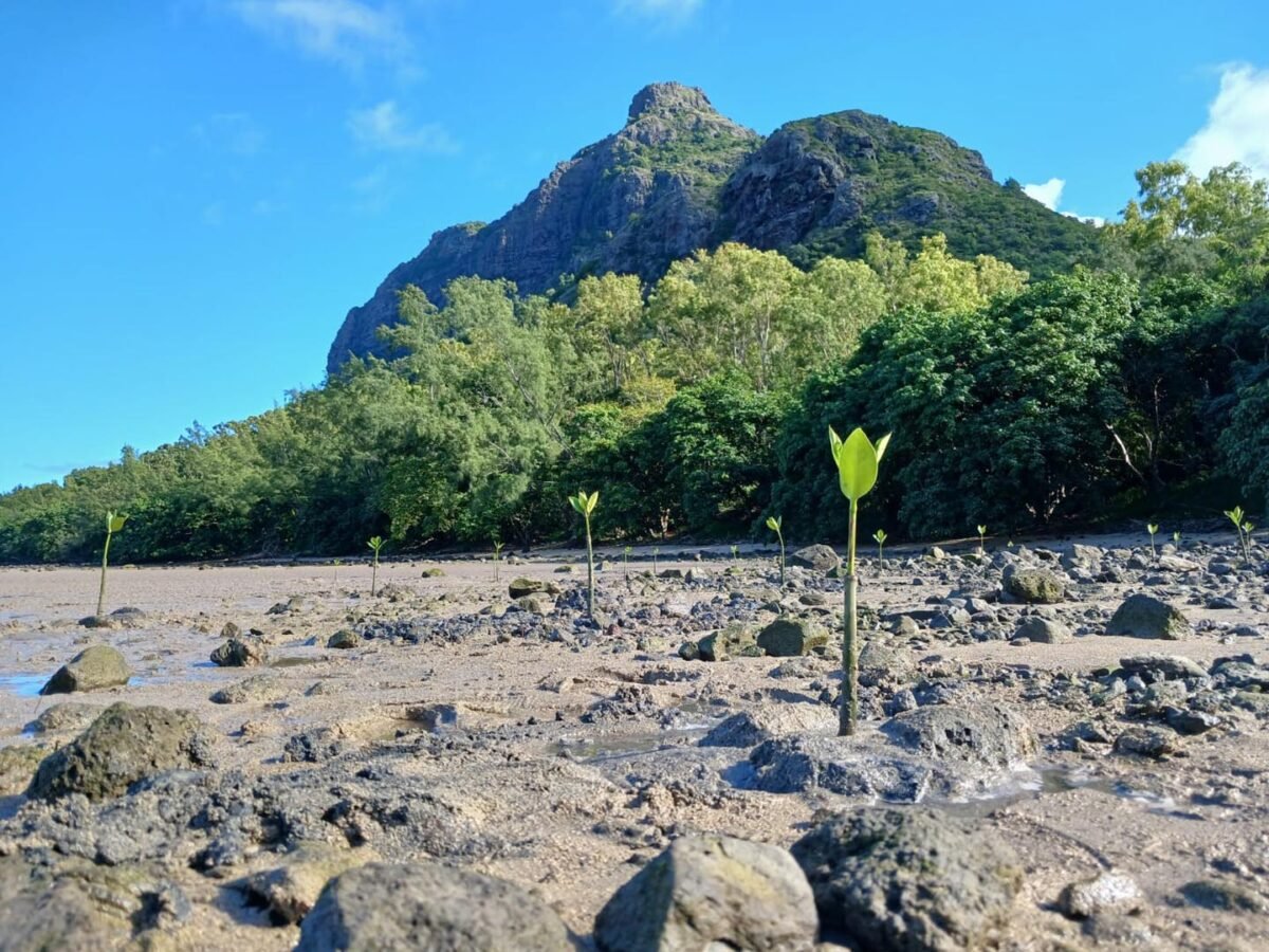 Endemic Plant Reforestation at Le Morne