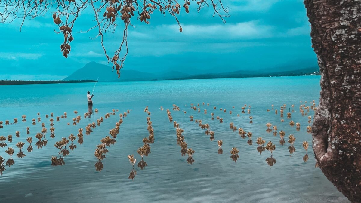 Mangrove Restoration at Le Morne