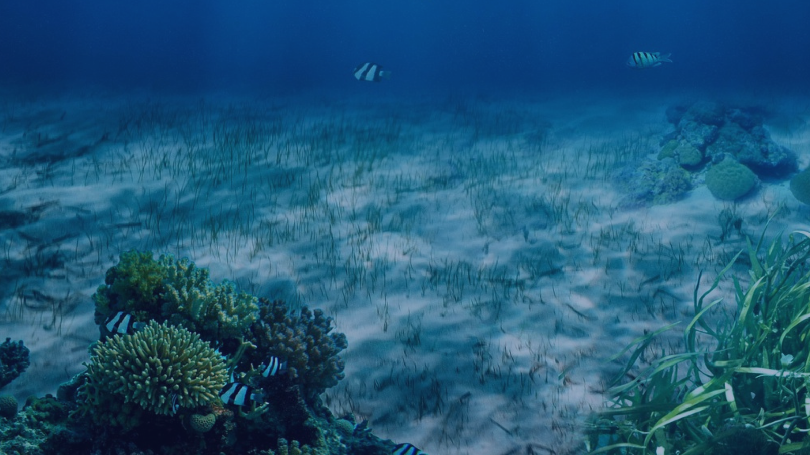 CGC - Underwater, fish, coral, seagrass