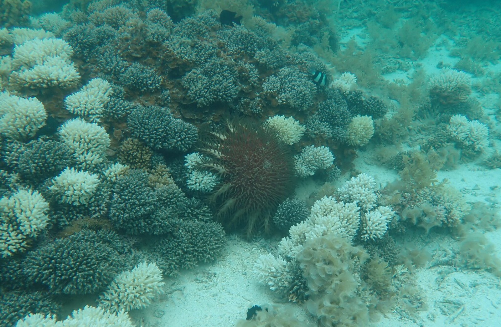 National COTS Project - Coral Garden Conservation Mauritius
