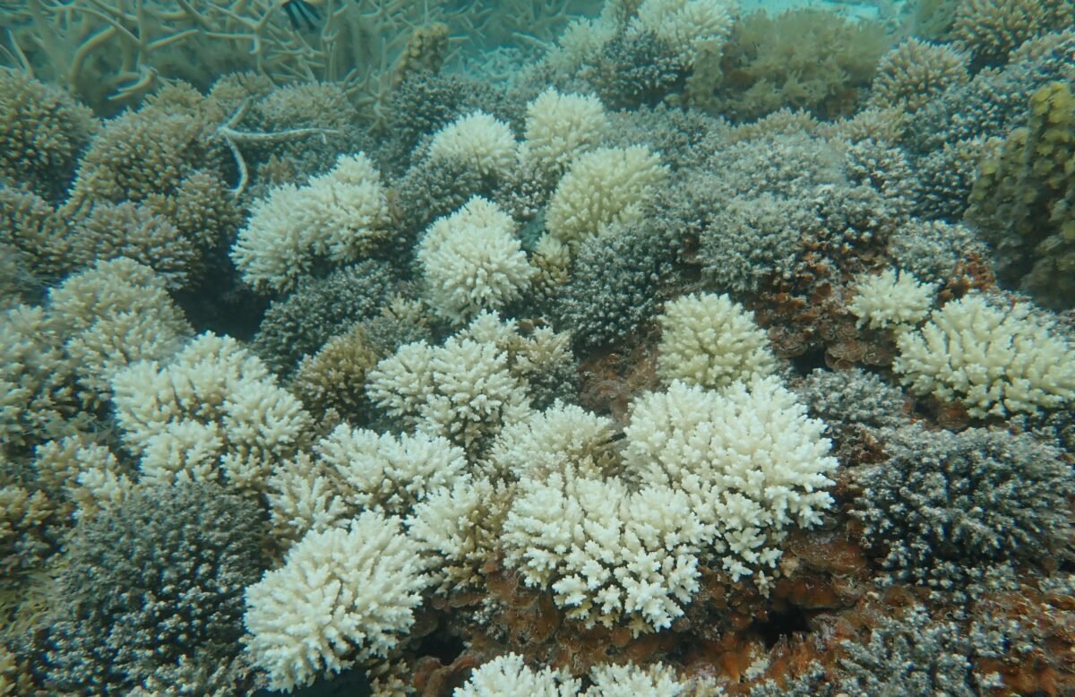 National COTS Project - Coral Garden Conservation Mauritius